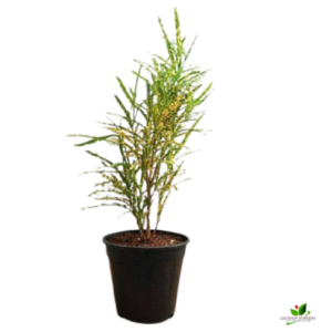 Croton Plant, Codiaeum variegatum (Gold Dust, Thin Leaves) Plant – With Pot