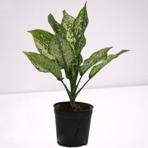 Silver Aglaonema Plant – with Pot