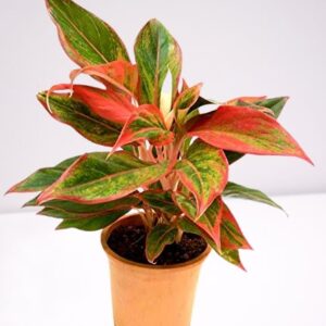 Aglaonema Lipstick Plant – with Pot