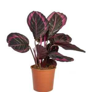 Calathea roseopicta medallion, Calathea marion Plant – With Pot