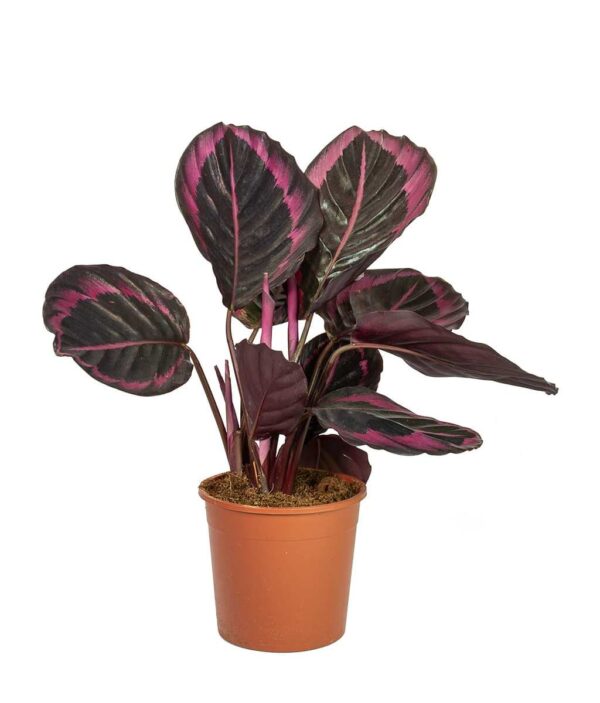 Calathea roseopicta medallion, Calathea marion Plant - With Pot