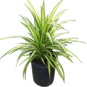 Pandanus Variegated Golden Plant – With Pot