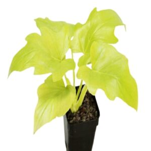 Philodendron selloum (Golden) Plant – With Pot