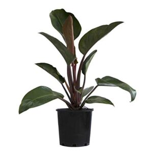 Philodendron Red Congo Plant – With Pot