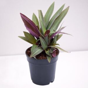 Rhoeo Plant, Rhoeo discolor Compacta Plant – With Pot