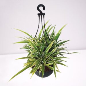 Spider Plant(Chlorophytum ) – With Hanging Basket