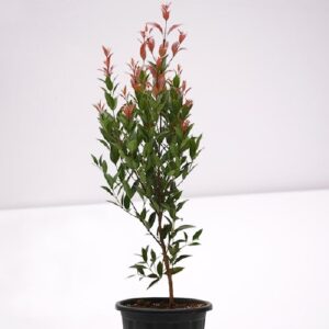 Syzygium Campanulatum, Christina tree Plant – With Pot