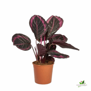 Calathea Red Wine Plant – With Pot