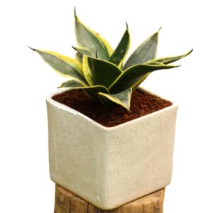 Air Purifying Snake Plant (Sansevieria Golden) Dwarf – With Ceramic Pot