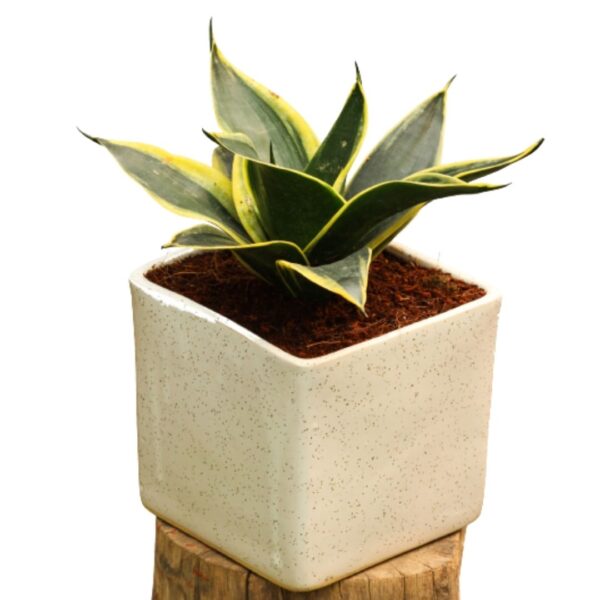 Air Purifying Snake Plant (Sansevieria Golden) Dwarf - With Ceramic Pot