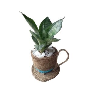 Air Purifier Sansevieria in Eco-friendly Pot