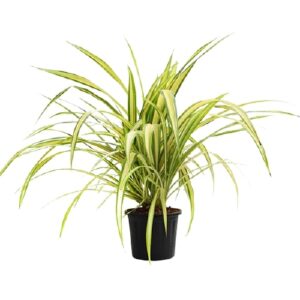 Pandanus Variegated Golden Plant – With Pot