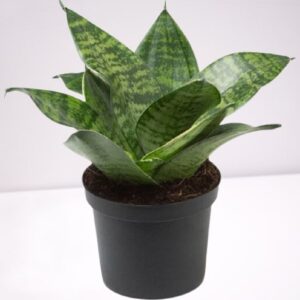 Sansevieria trifasciata, Snake Plant, Sansevieria zeylanica Plant – With Pot