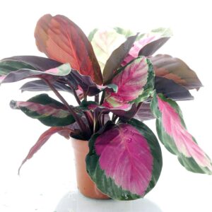 Calathea Corona Pink(Calathea Roseopicta) Plant – With Pot