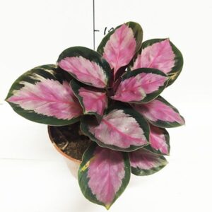 Calathea Corona Pink(Calathea Roseopicta) Plant – With Pot