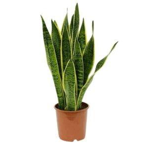 Snake Plant, Sansevieria (Dracaena) Trifasciata (var. laurentii) Plant – with Pot