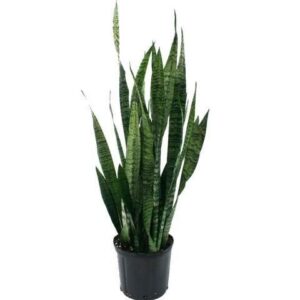 Snake Plant – With  Pot