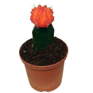 Moon Cactus(Grafted Orange) Plant – With Pot