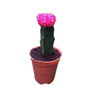 Moon Cactus(Grafted Pink) Plant – With Pot