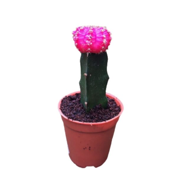 Moon Cactus(Grafted Pink) Plant - With Pot