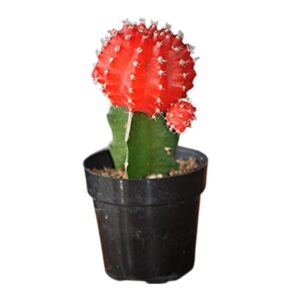 Moon Cactus(Grafted Red) Plant – With Pot