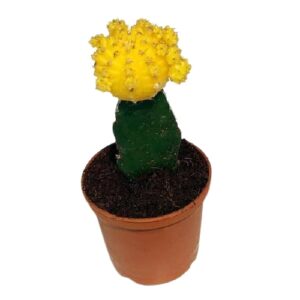 Moon Cactus(Grafted Yellow) Plant – With Pot