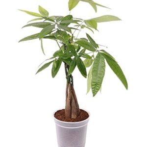 Pachira Money Tree Five Buds Plant – With Pot