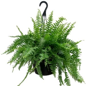 Fern(Golden) Hanging Baskets Plant