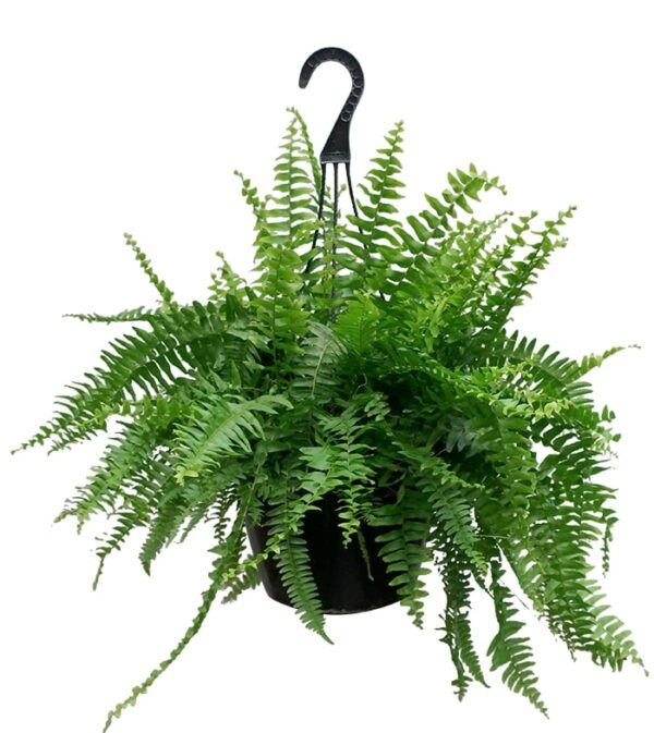 Fern(Golden) Hanging Baskets Plant