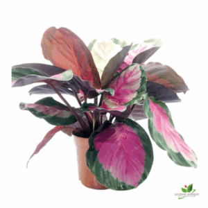 Calathea Roseopicta (Corona Pink) Plant – With Pot