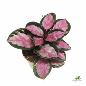 Calathea Roseopicta (Corona Pink) Plant – With Pot