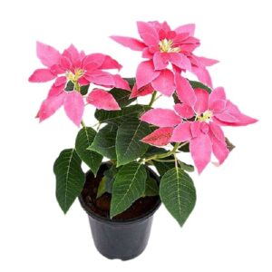 Pink Poinsettia, Christmas Flower Plant – with Pot