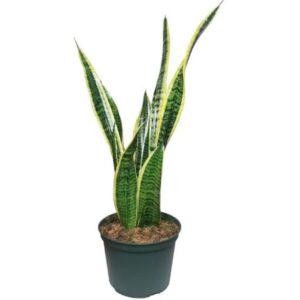 Sansevieria Trifasciata, Snake Plant – with Pot