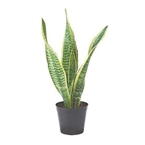 Sansevieria Trifasciata, Snake Plant – with Pot