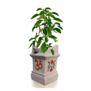 Tulsi Plant(Holy Basil) – With (17cm) Tulsi Ceramic Pot