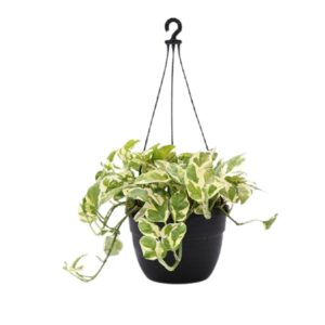 Money plant marble prince, Scindapsus n joy – with Hanging Basket