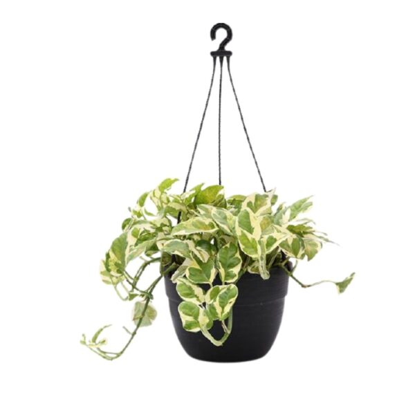 Money plant marble prince, Scindapsus n joy - with Hanging Basket