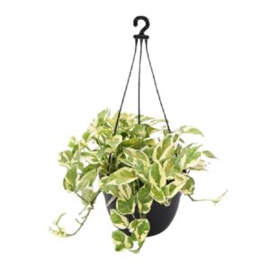 Money plant marble prince, Scindapsus n joy – with Hanging Basket