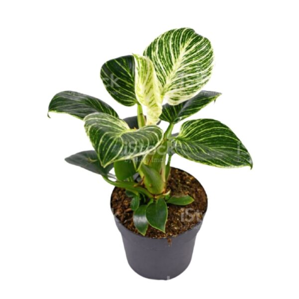 Philodendron Birkin Plant - with Pot