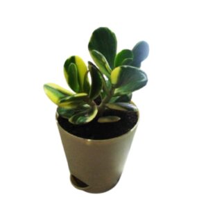 Crassula Ovata(Variegated) Plant – With Pot