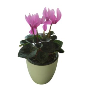 Cyclamen Flower(Light Pink) – With Pot