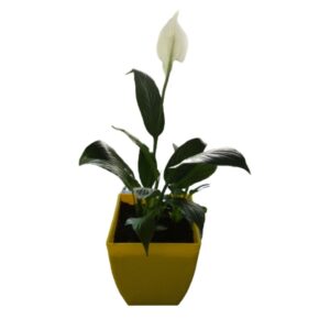 Peace Lily (Spathiphyllum) Plant – with Pot