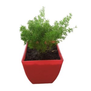 Asparagus Meyeri Plant – With Pot