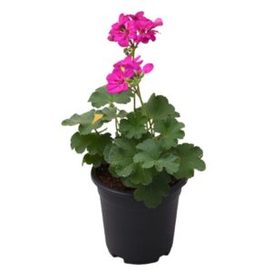 Geranium (Pink) Flower Plant- With Pot