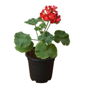 Geranium (Red) Flower Plant- With Pot