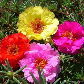 9 O Clock, Portulaca(Any color) Plant – With Pot