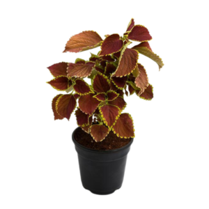 Coleus Plant (Green Maroon) – With Pot