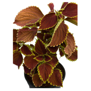 Coleus Plant (Green Maroon) – With Pot