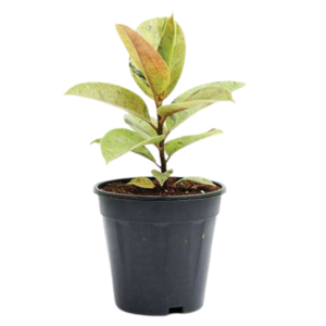 Rubber Plant, Ficus elastica (Shivereana) Plant – With Pot