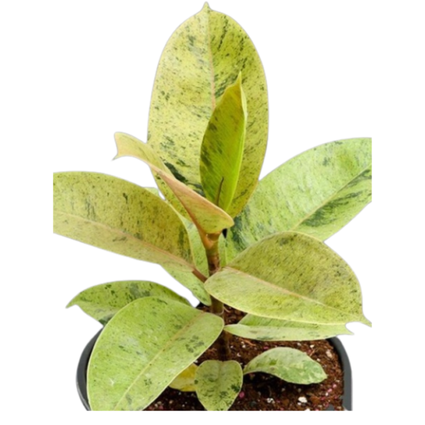 Rubber Plant, Ficus elastica (Shivereana) Plant - With Pot - Image 2